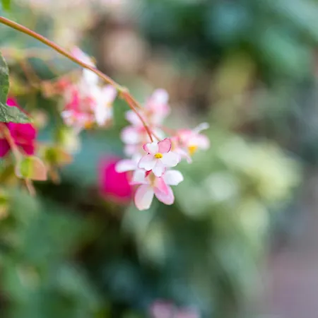 La Asomada Del Gato בית כפרי לה לגונה