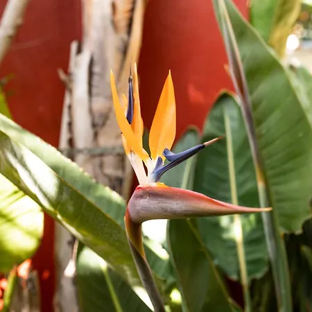 בית כפרי La Asomada Del Gato לה לגונה