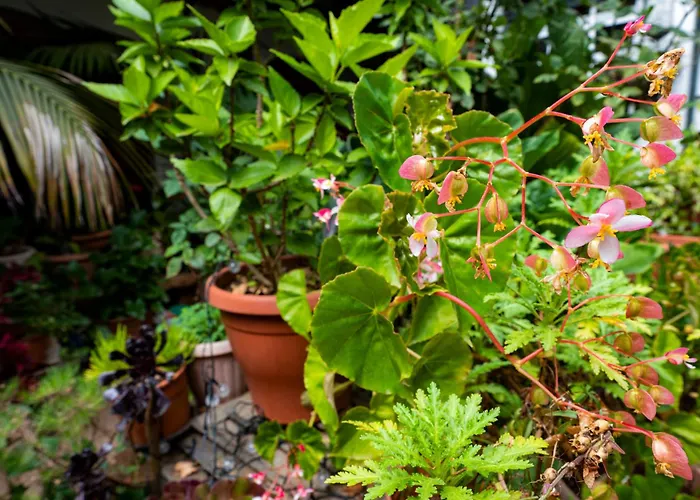 La Asomada Del Gato Lantställe *
