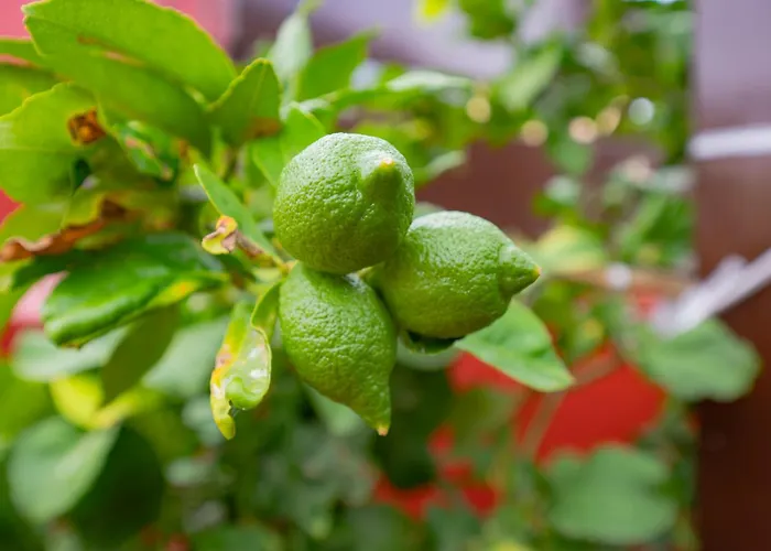 Lantställe La Asomada Del Gato *