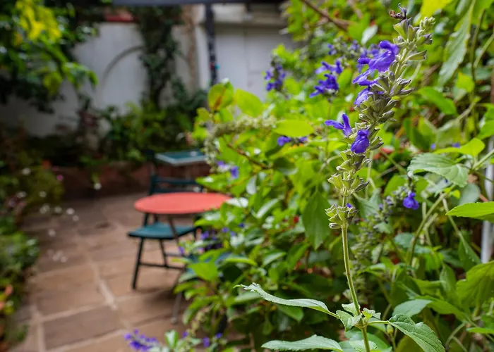 La Asomada Del Gato La Laguna (Tenerife)