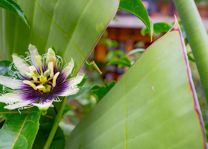 La Asomada Del Gato * La Laguna (Tenerife)