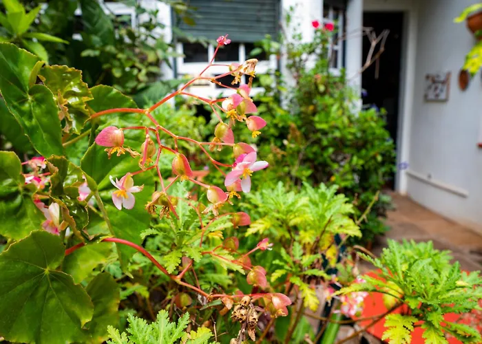 La Asomada Del Gato Lantställe