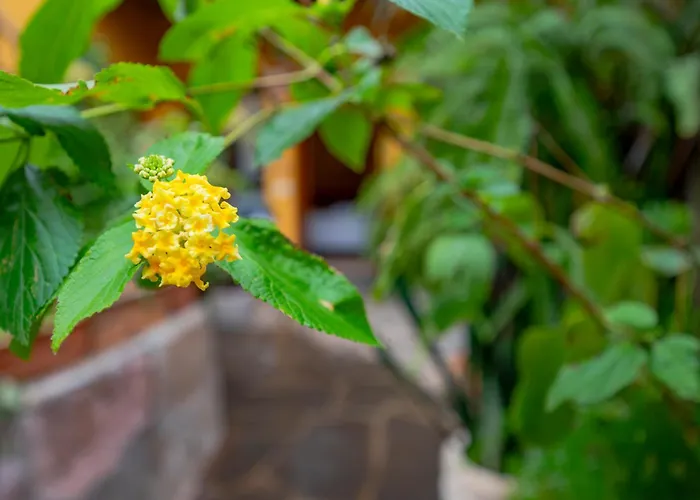 La Asomada Del Gato Lantställe La Laguna (Tenerife)